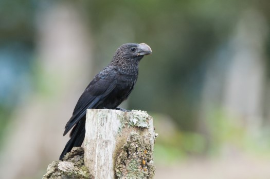 Smooth-billed Ani at Rio Bigal